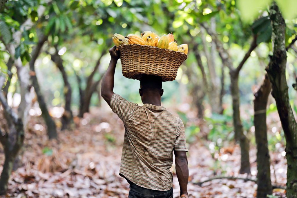 Ghana-cocoa-farmer-1.jpg.optimal