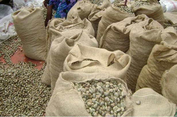 Cashew-farm5