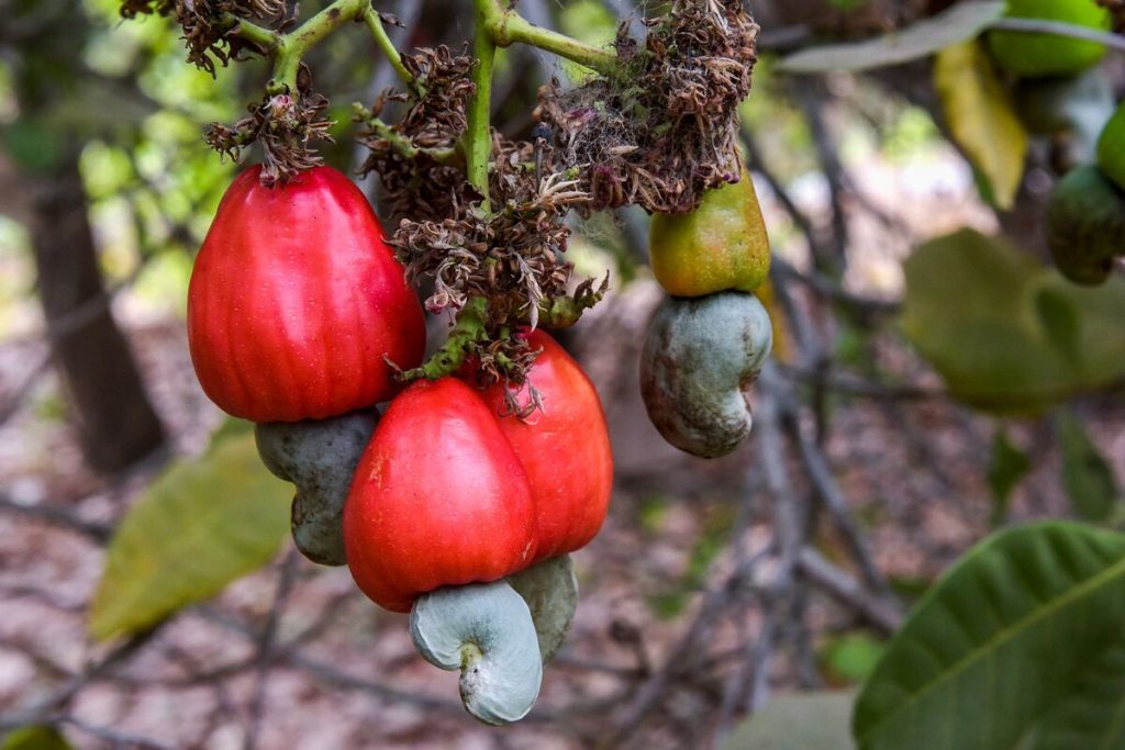 cashew1
